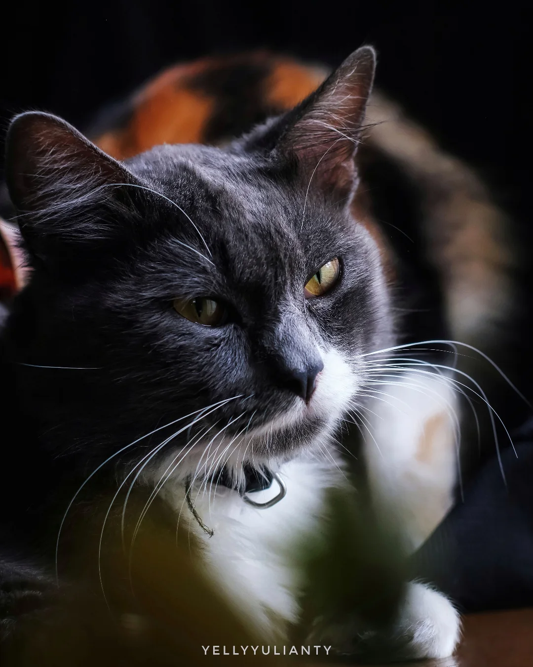 Yelly photo