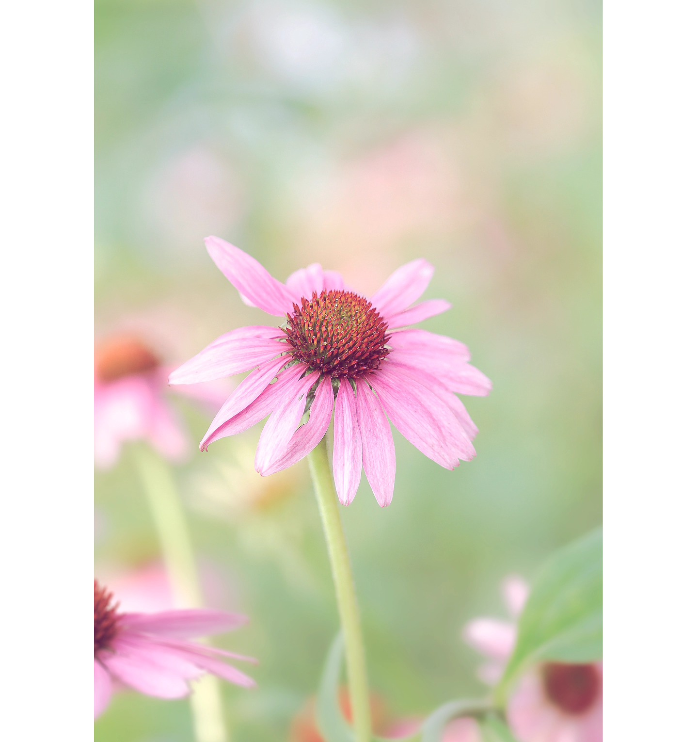 Nita photo
